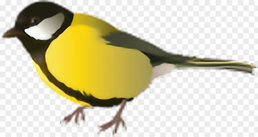 Bird Clip Art PNG