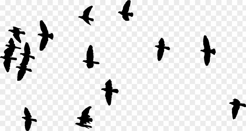 Birds Silhouette Bird Flight Flock Clip Art PNG