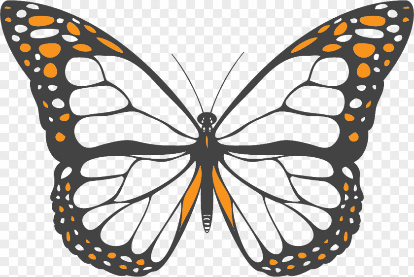 Butterfly Monarch Coloring Book Net PNG