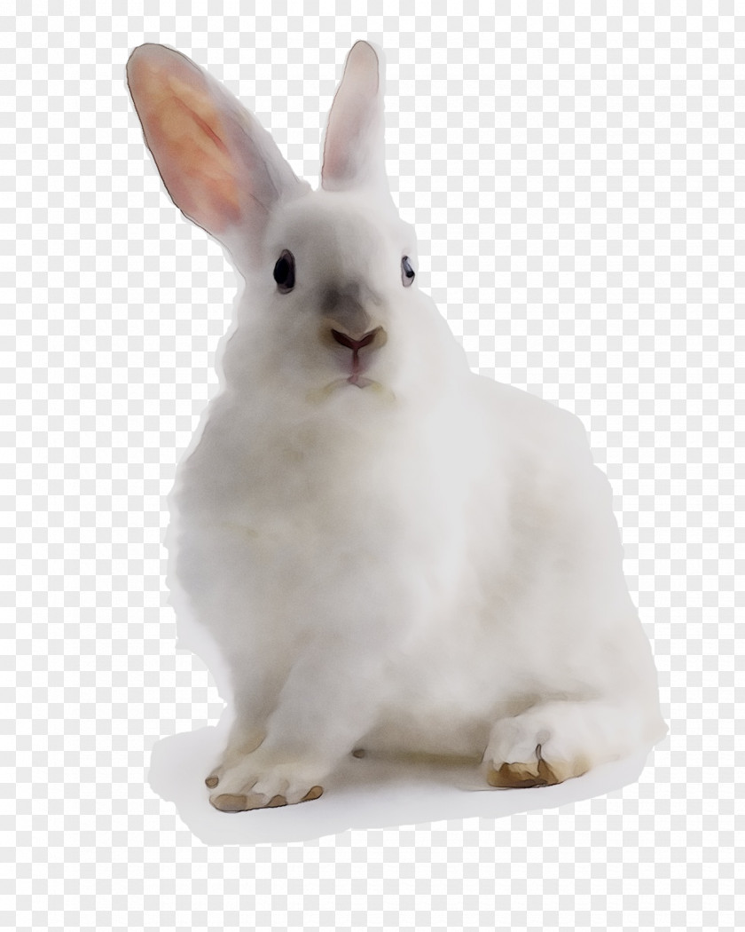 Domestic Rabbit Hare Whiskers PNG