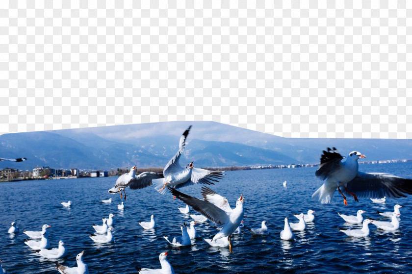 Erhai Seagulls Lake Old Town Of Lijiang Jade Dragon Snow Mountain Shangri-La City Kunming PNG