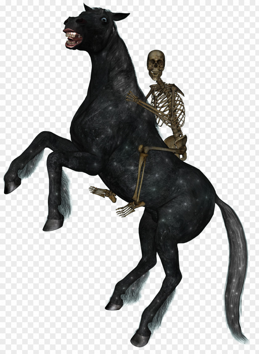 Horse Riding Horse&Rider Equestrian Skeleton PNG