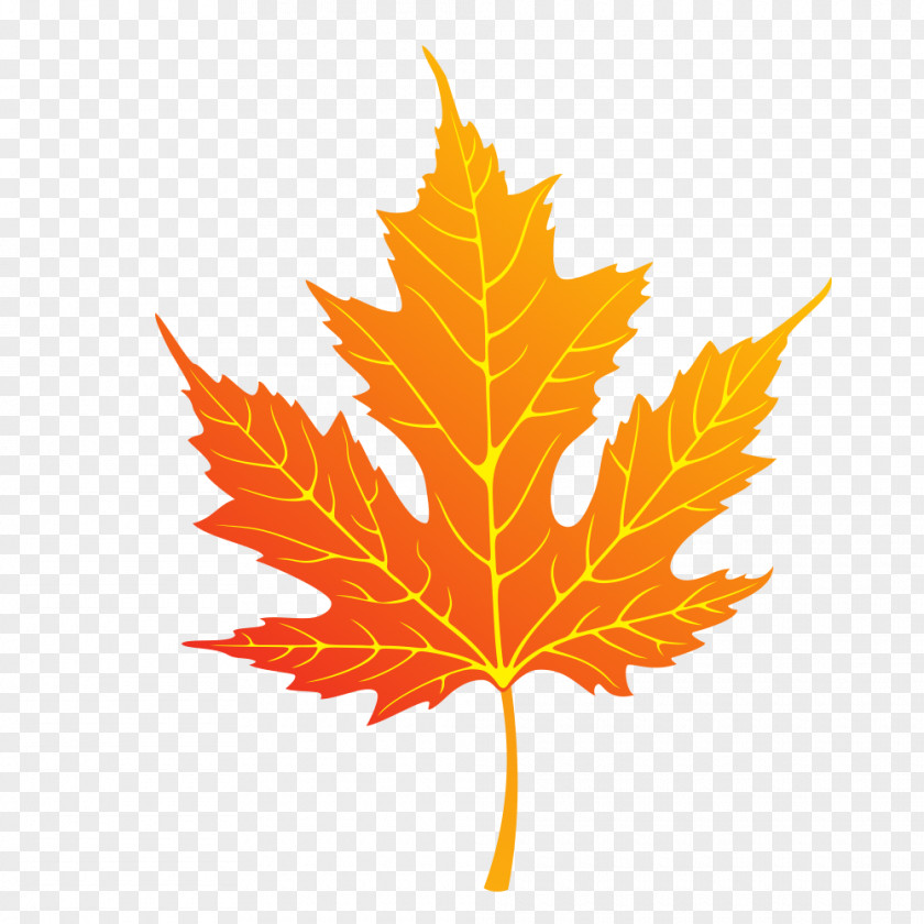 Maple Leaf Vector Graphics Clip Art Stock Illustration PNG