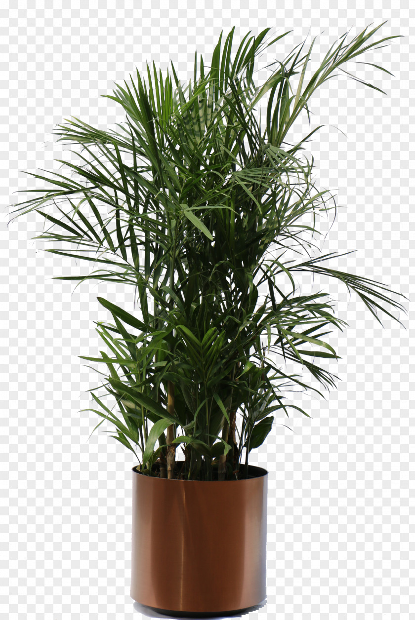 Plants Weeping Fig Houseplant Guiana Chestnut PNG