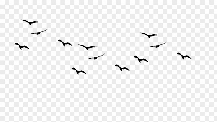 Bird Flight Gulls Drawing Birds Silhouette PNG