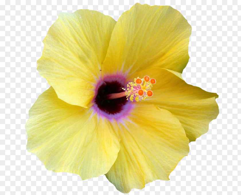 Hawaii Flower Shoeblackplant Yellow Hibiscus Clip Art PNG