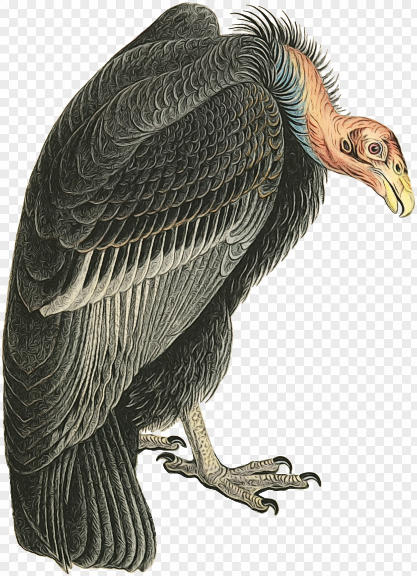 King Vulture Andean Condor Bird California Of Prey PNG