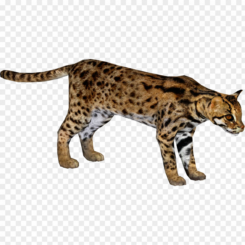 Leopard Bengal Cat California Spangled Ocicat Felidae African PNG