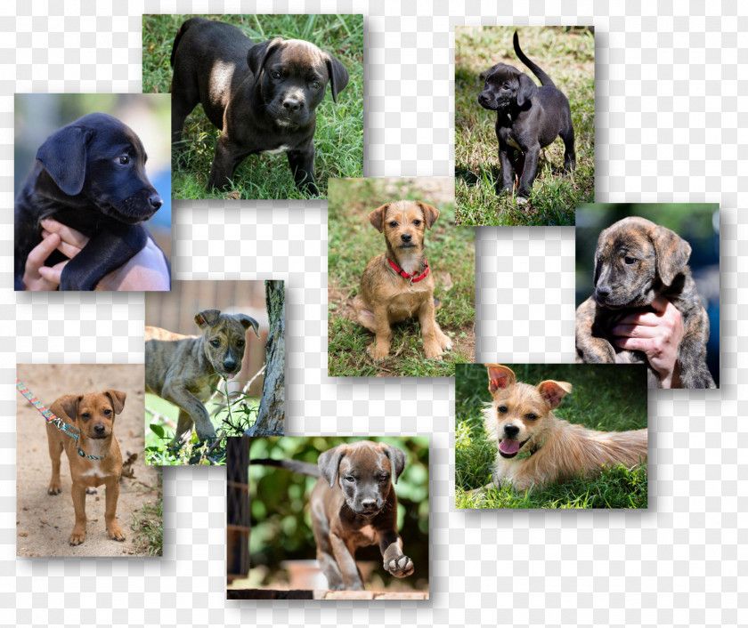 Puppy Dog Breed Stepping Stones Canine Rescue PNG
