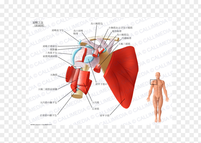 Synovial Bursa Subacromial Subcoracoid Subscapularis Muscle Shoulder PNG