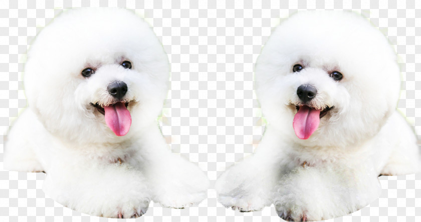 The Dog Of Tongue Bichon Frise Shar Pei Puppy PNG