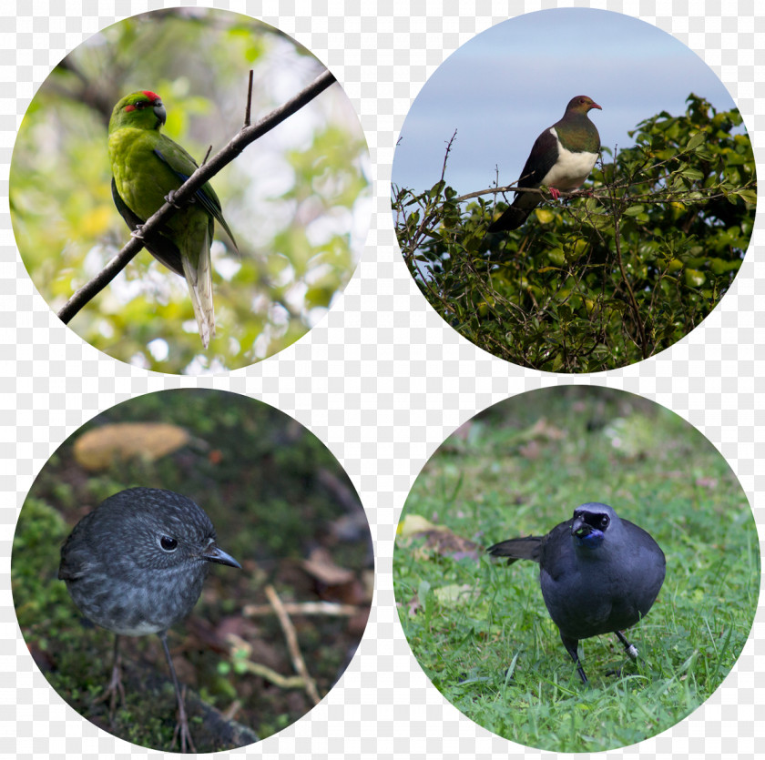 Bird Group Beak Food Fauna Wildlife PNG