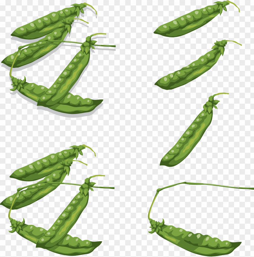 Pea Icon Clip Art PNG