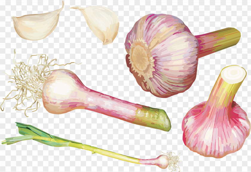 Vegetable Garlic Shallot Clip Art PNG