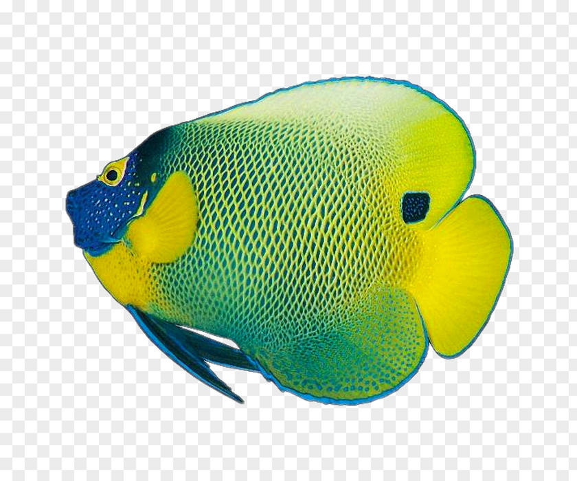 Angel Fish Color Tropical PNG