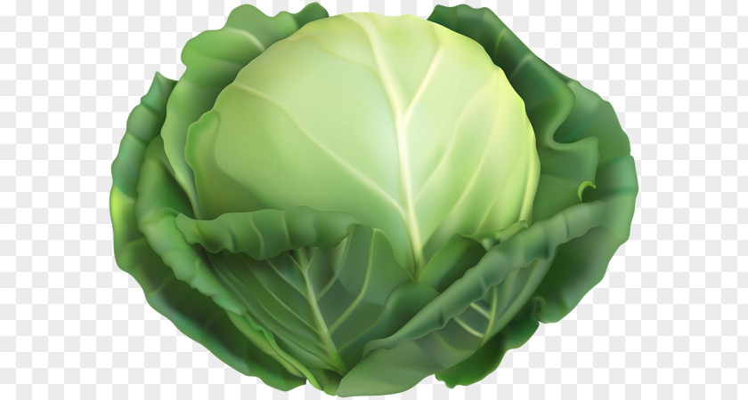 Cabbage Vegetarian Cuisine Savoy Red Vector Graphics PNG