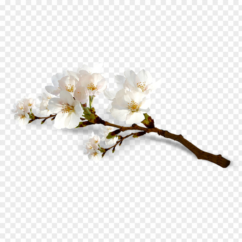 Cherry Blossoms National Blossom Festival Flower PNG