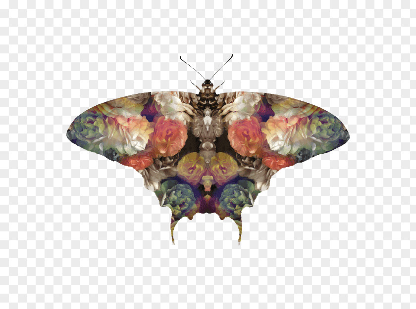 Fig Printing Moth PNG