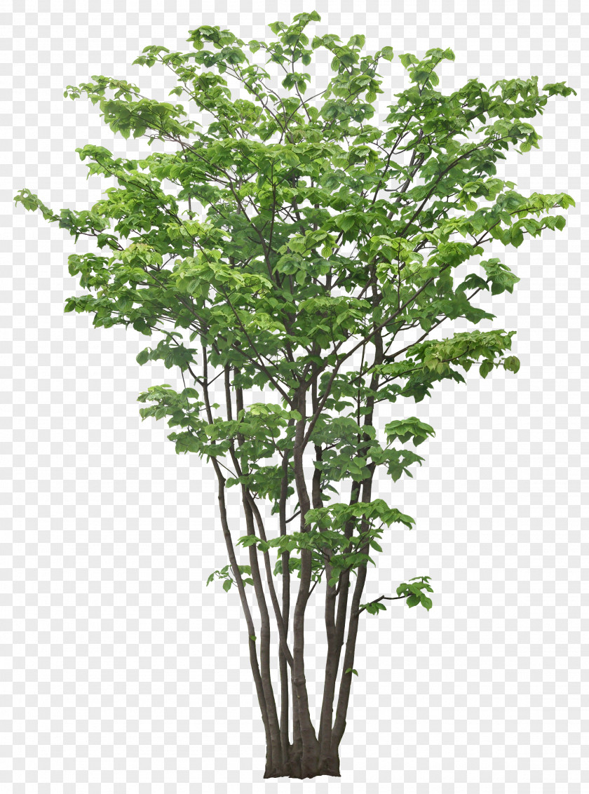 Luxuriant Trees PNG trees clipart PNG