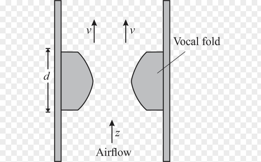 Vocal Fold Drawing /m/02csf Font PNG