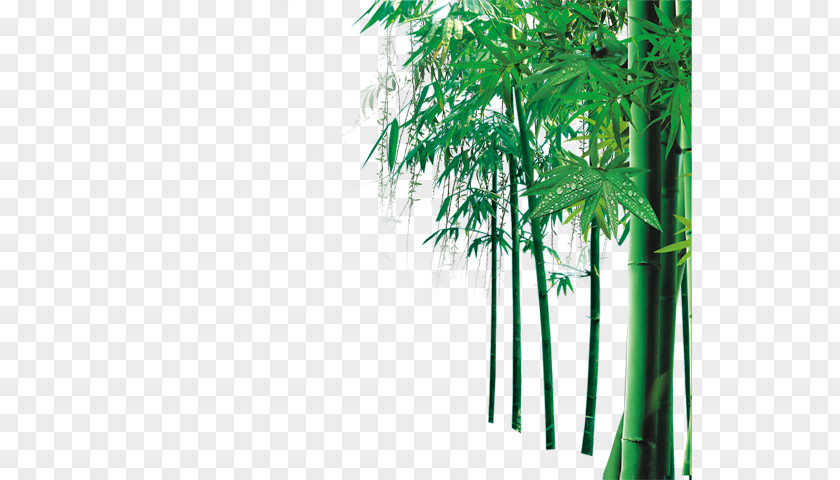 Bamboo Computer File PNG