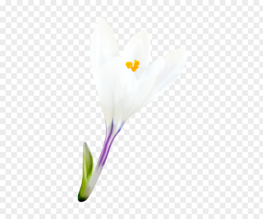 Bud Alismatales Spring Flower PNG