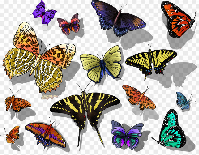 Butterfly Photography Clip Art PNG