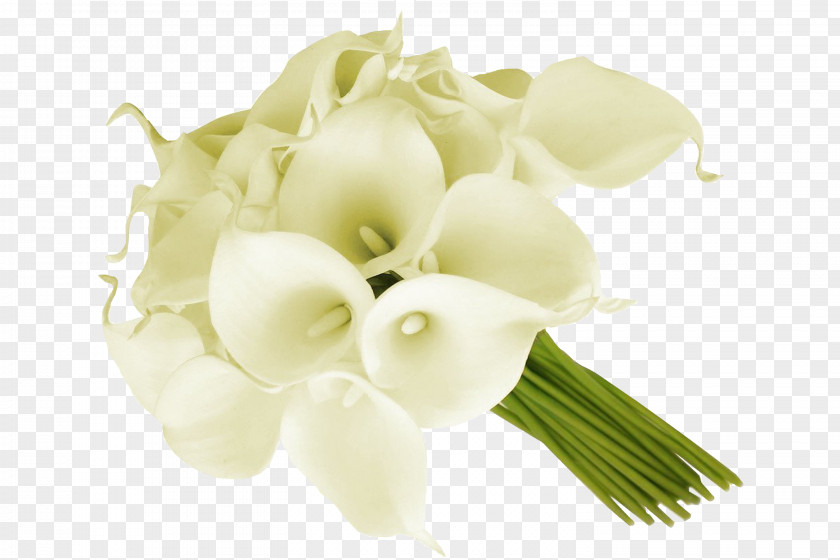 Callalily Arum-lily Flower Bouquet Cut Flowers Floral Design PNG