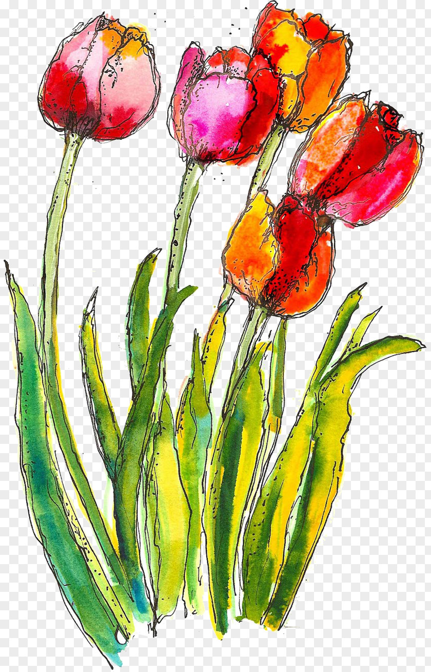 Flower Tulip Watercolor Paint Plant Petal PNG