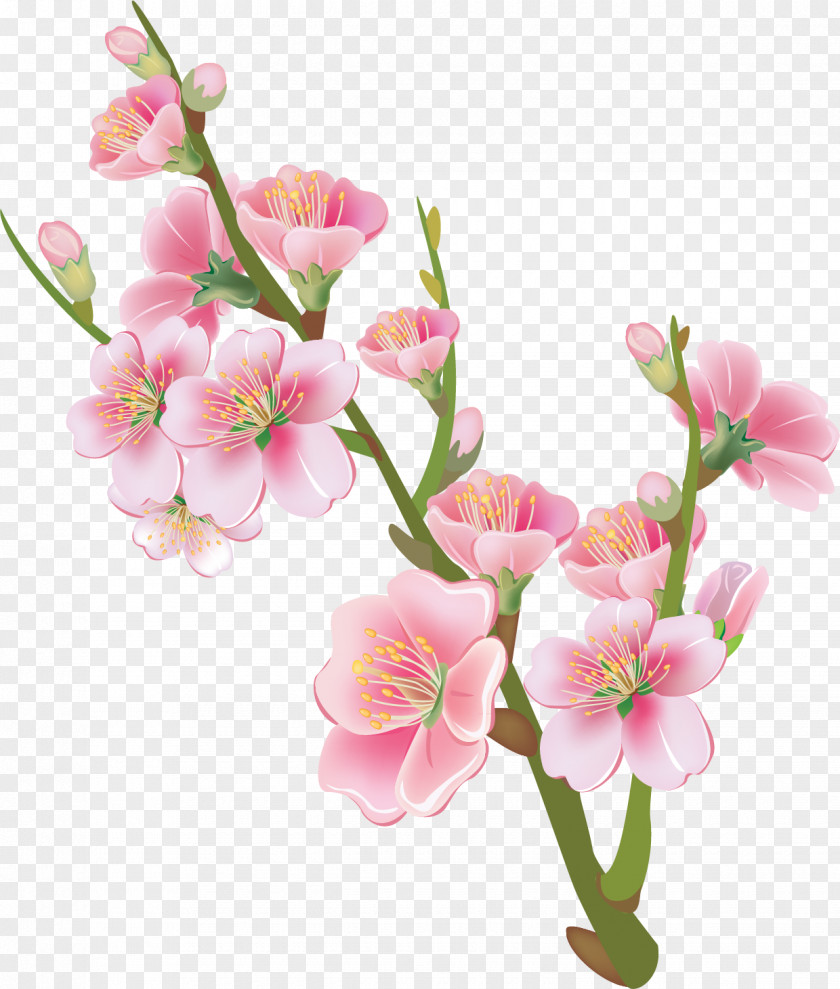 Peach Flower National Cherry Blossom Festival Drawing PNG