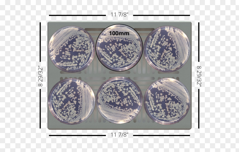 Petri Dishes Enterobacter Cloacae Plastic Product Blue And White Pottery Tableware PNG