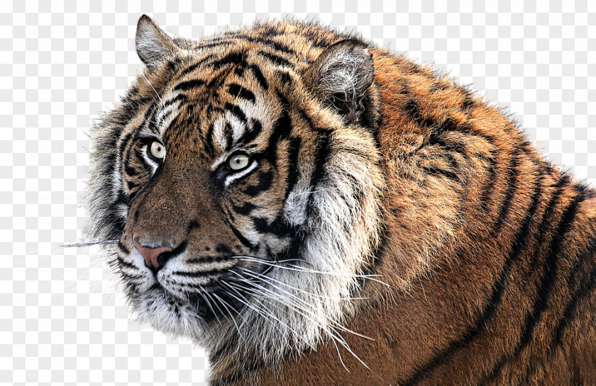 Tiger Felidae Cat PNG