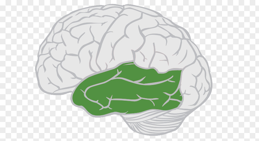 Brain Lobes Of The Frontal Lobe Temporal Cerebral Cortex PNG