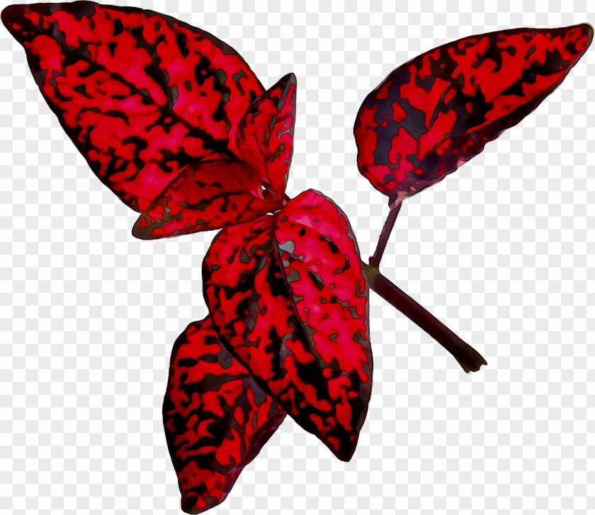 Brush-footed Butterflies Moth Leaf RED.M PNG