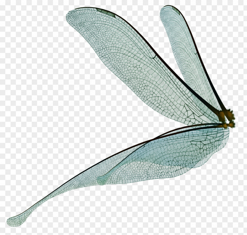 Fairy Dust Dragonfly Drawing Insect Wing PNG