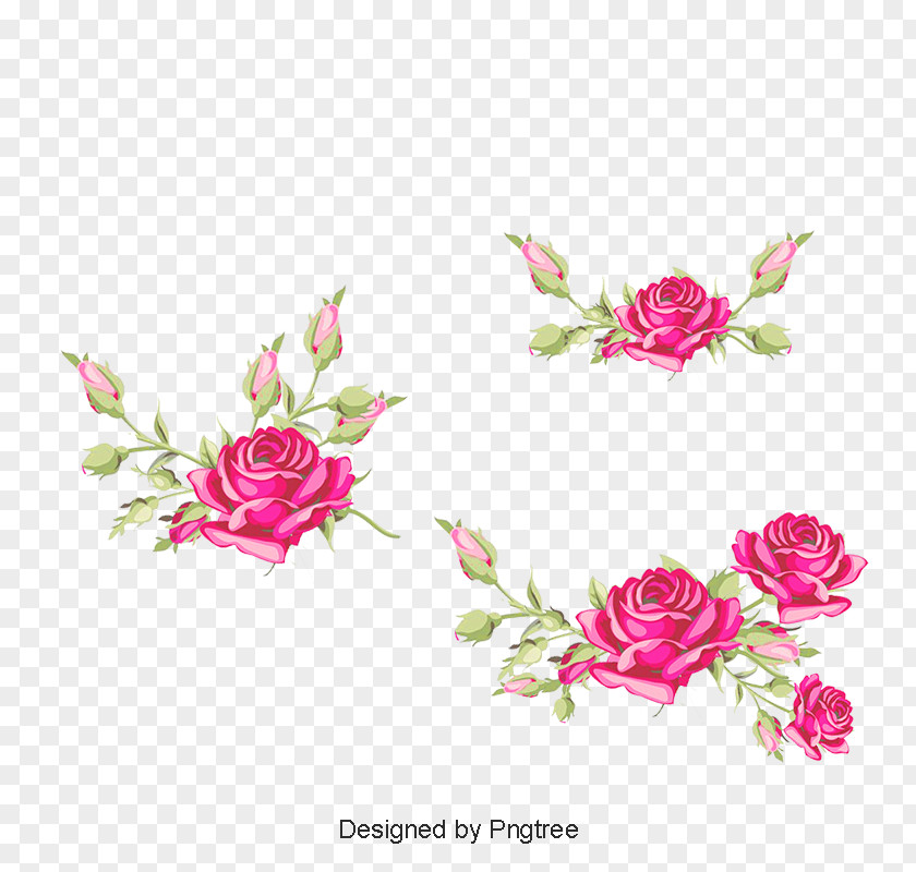 Flower Garden Roses Cabbage Rose Floral Design Cut Flowers PNG