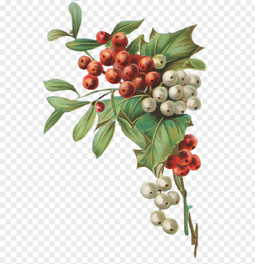 Houx Pink Peppercorn Kona Coffee Aquifoliales Lingonberry PNG