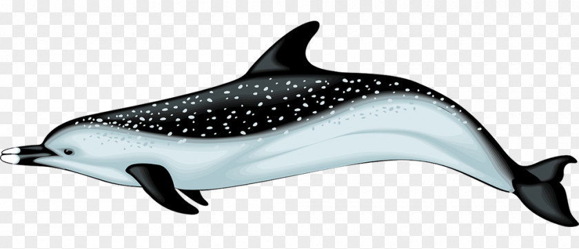 Realistic Cliparts Common Bottlenose Dolphin Spinner Porpoise Clip Art PNG