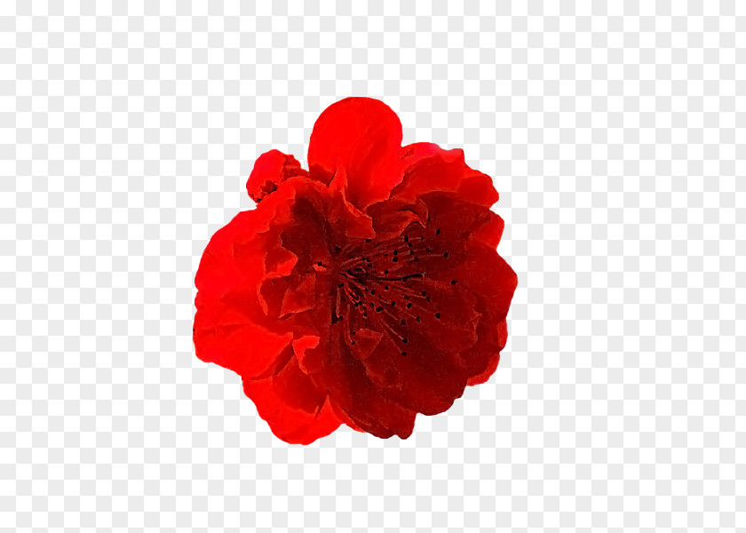 Rose Carnation Cut Flowers Family Petal PNG