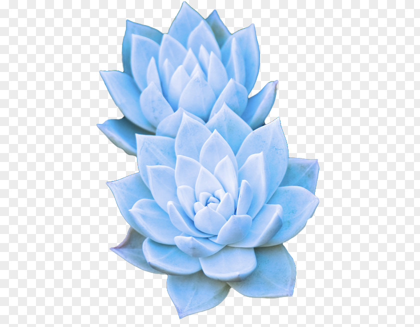 Stonecrop Family Aquatic Plant Blue Echeveria Flower Petal PNG