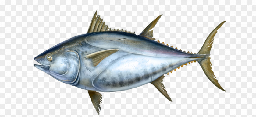 Thunnus Mackerel Swordfish Oily Fish International Trade PNG
