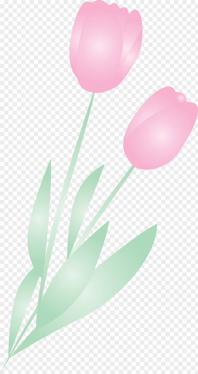 Tulip Pink Balloon Flower Plant PNG