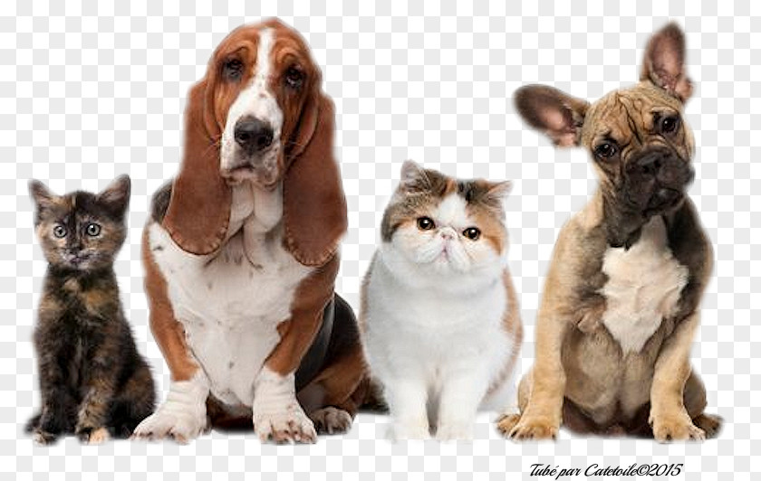 Cat Domestic Animal Dog Rabbit PNG