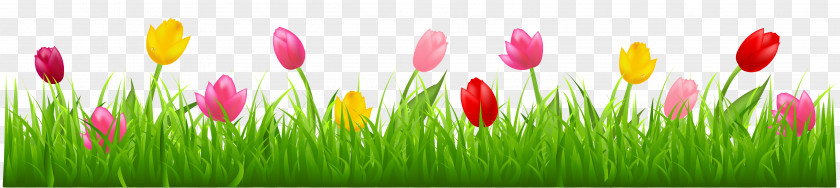 Grass With Colorful Tulips Clipart Parrot Flower Clip Art PNG