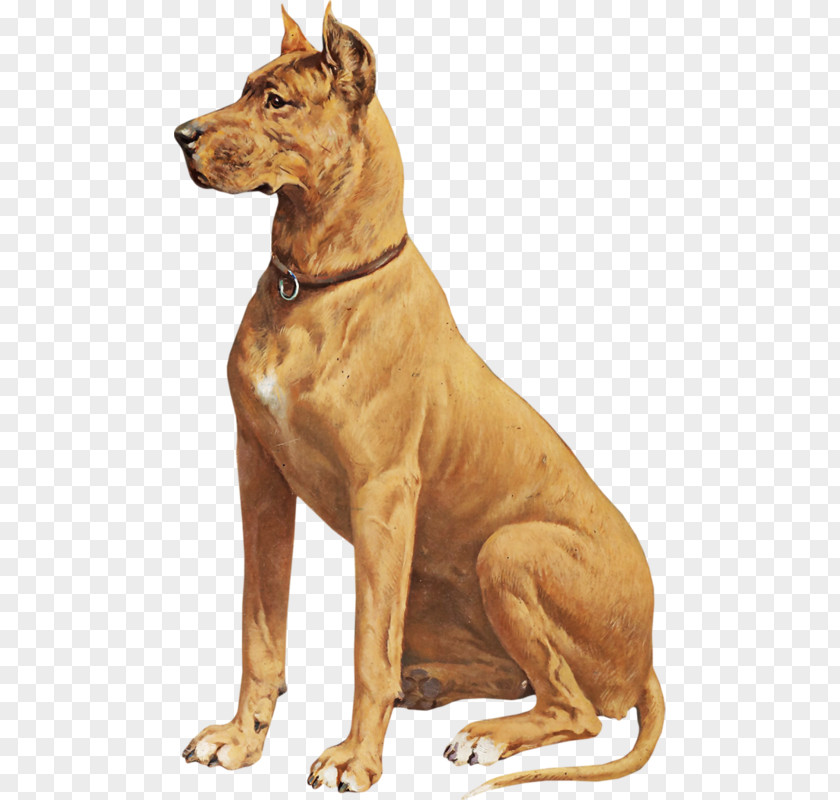 Ancient Dog Breeds Pharaoh Hound Rhodesian Ridgeback Wolfdog PNG