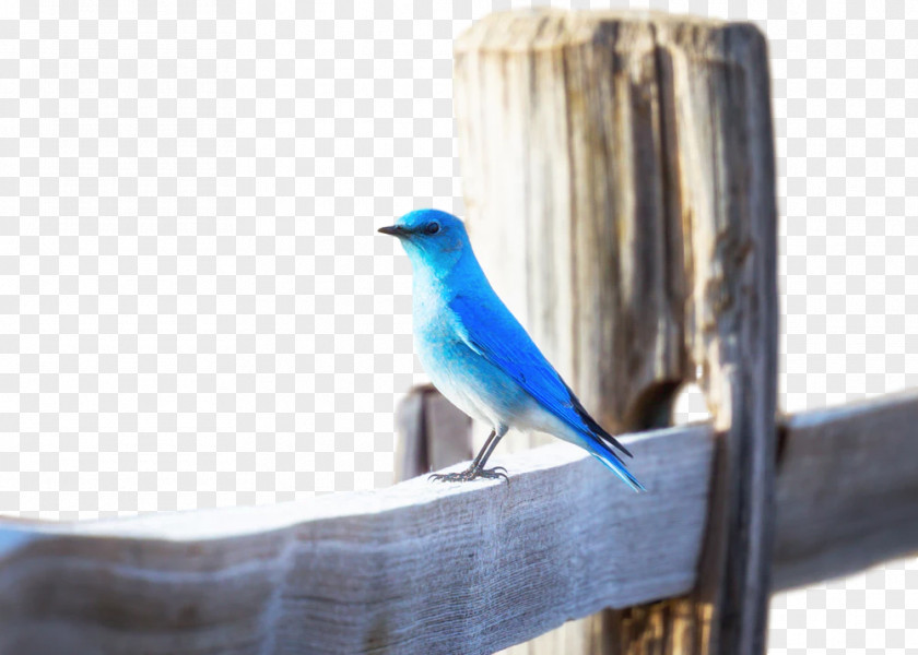 Blue Bird Pumpkin EatRight-LiveWell Mountain Bluebird Marketing PNG