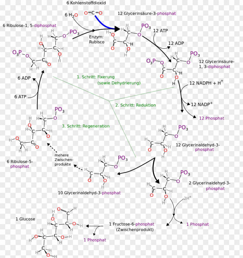 Calvin Cycle Citric Acid Metabolism Anabolism Photosynthesis PNG