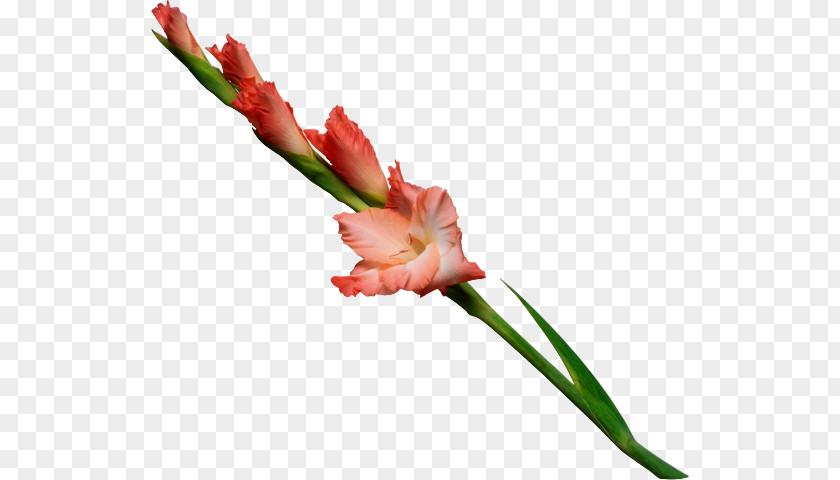Flower Plant Stem Gladiolus Murielae Floral Design Stock Photography PNG
