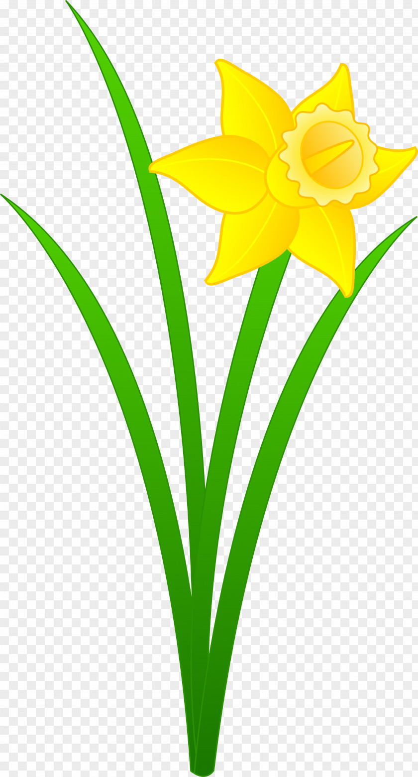 Free Flowers Clipart Daffodil Content Clip Art PNG