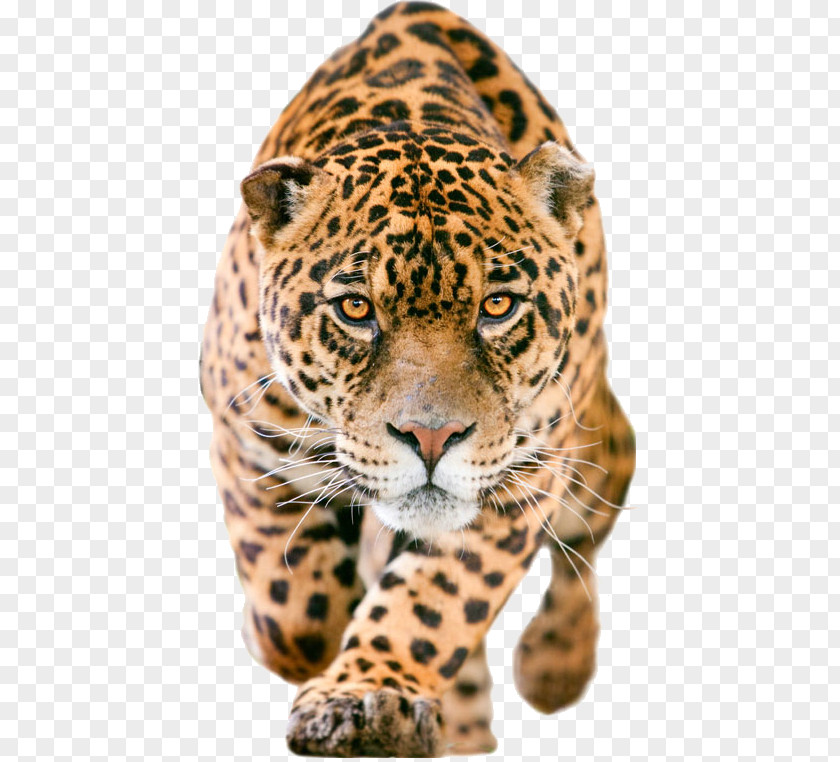 Leopard Jaguar C-X75 IPhone 7 Lion Wallpaper PNG